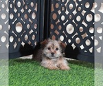Minnie - Female Shorkie Tzu Puppy for Sale - Small photo