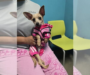 Chihuahua Dogs for adoption in Houston, TX, USA