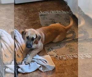 Great Dane-Labrador Retriever Mix Dogs for adoption in Bullard, TX, USA