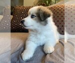 Puppy 6 Border Collie-Siberian Husky Mix