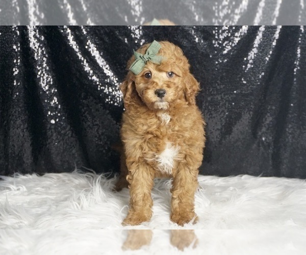 Medium Photo #87 Goldendoodle (Miniature) Puppy For Sale in WARSAW, IN, USA