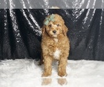 Small Photo #87 Goldendoodle (Miniature) Puppy For Sale in WARSAW, IN, USA