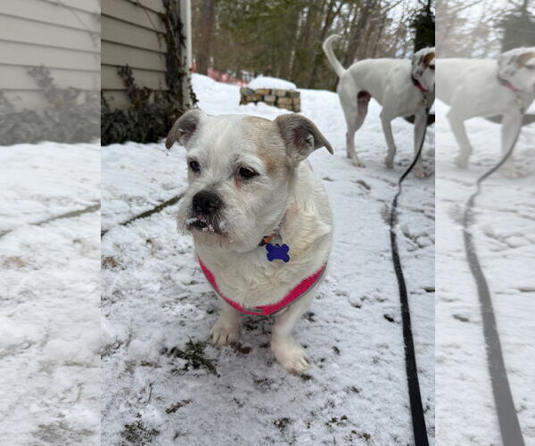 Medium Photo #3 Bulldog-Unknown Mix Puppy For Sale in East Derry, NH, USA
