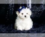 Small #3 Maltese