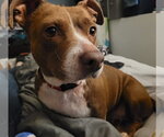 Small Dachshund Mix