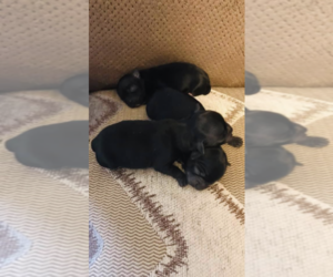 Chihuahua Puppy for sale in ERIE, PA, USA