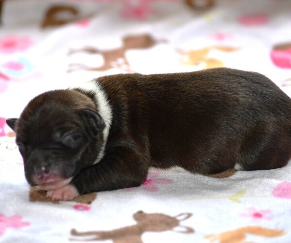Medium Photo #15 Rat Terrier Puppy For Sale in PETERSBURG, PA, USA