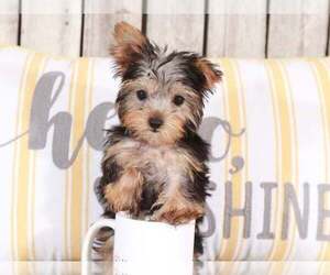 Yorkshire Terrier Puppy for sale in MOUNT VERNON, OH, USA