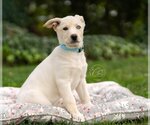 Small Photo #2 Retriever -Unknown Mix Puppy For Sale in Marina Del Rey, CA, USA