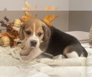 Beagle Puppy for sale in BELLE, MO, USA