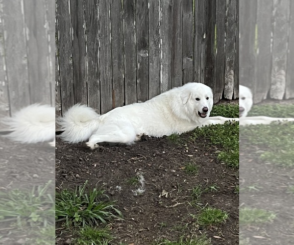 Medium Photo #6 Great Pyrenees Puppy For Sale in ROSENBERG, TX, USA