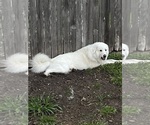 Small Photo #6 Great Pyrenees Puppy For Sale in ROSENBERG, TX, USA