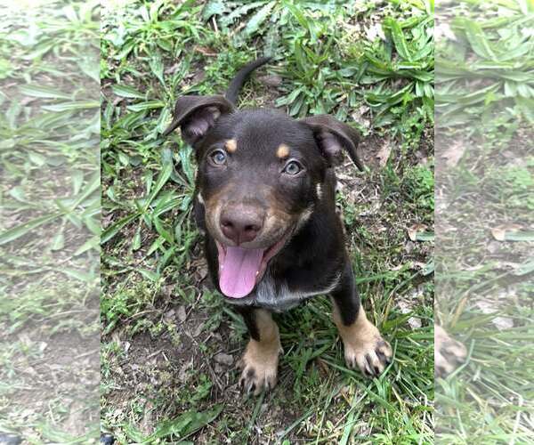 Medium Photo #2 Mutt Puppy For Sale in Greenville, SC, USA