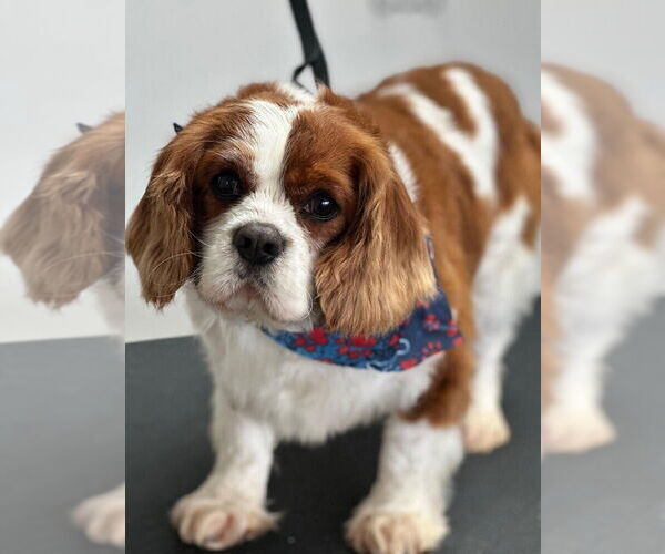 Medium Photo #1 Cavalier King Charles Spaniel Puppy For Sale in Glen Haven, WI, USA