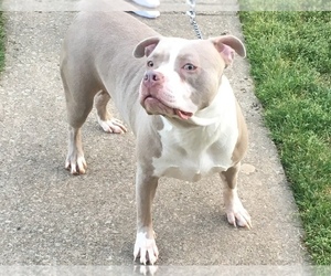 American Bulldog Puppy for sale in LAWRENCEVILLE, GA, USA