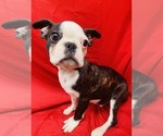 Small Photo #6 Faux Frenchbo Bulldog Puppy For Sale in WATERVLIET, NY, USA