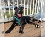 Small #2 German Shepherd Dog Mix