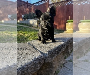 French Bulldog Puppy for sale in WASHINGTON, DC, USA