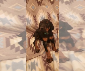 Doberman Pinscher Puppy for sale in AKRON, IN, USA