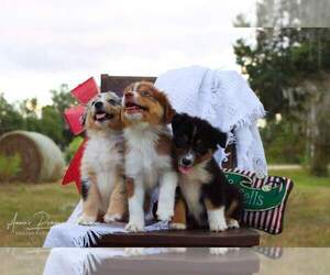 Australian Shepherd Puppy for sale in LAKELAND, FL, USA