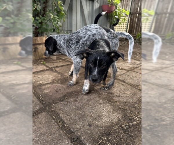 Medium Photo #4 Mutt Puppy For Sale in Sebec, ME, USA