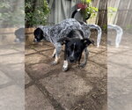 Small #3 Mutt