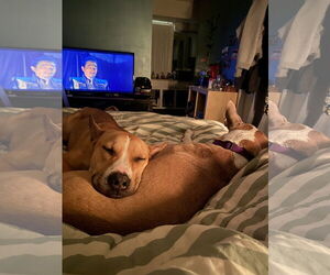 Aggie - Female American Pit Bull Terrier-Siberian Husky Mix Dog for Adoption - Photo #6