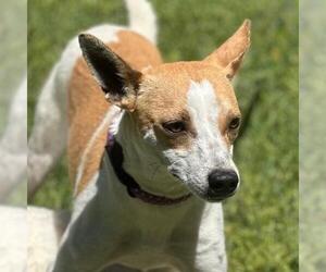 Rat-Cha Dog for Adoption in Yardley, Pennsylvania USA