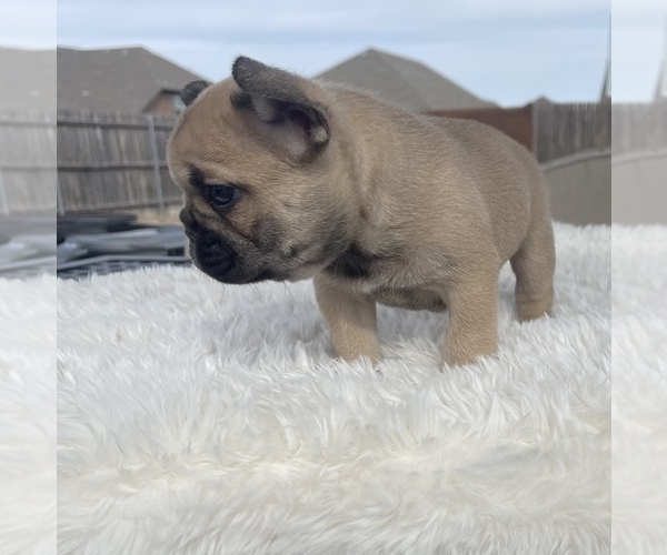 Medium Photo #3 French Bulldog Puppy For Sale in DENTON, TX, USA
