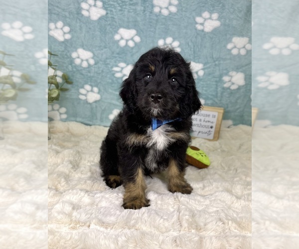 Medium Photo #3 Bernedoodle (Miniature) Puppy For Sale in NOBLESVILLE, IN, USA