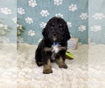 Small #2 Bernedoodle (Miniature)