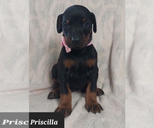 Doberman Pinscher Puppy for sale in POMEROY, OH, USA