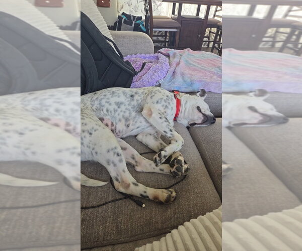 Medium Photo #4 Mutt Puppy For Sale in Salt Lake City, UT, USA