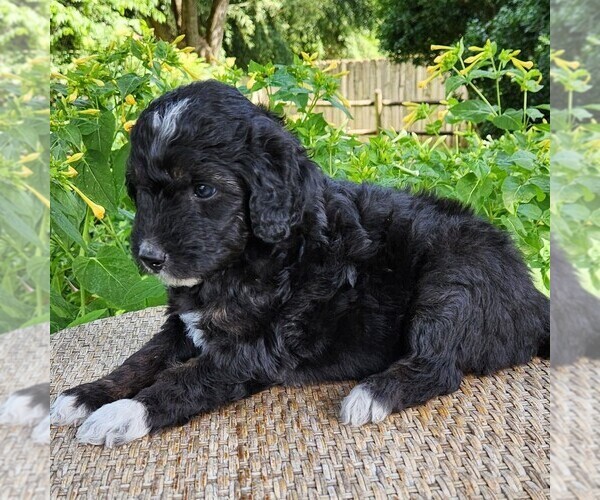 Medium Photo #8 F2 Aussiedoodle Puppy For Sale in COLUMBIA, TN, USA