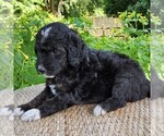 Small #7 F2 Aussiedoodle