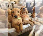 Small #2 Golden Retriever