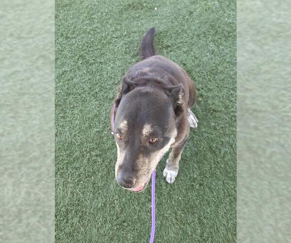 Medium Photo #2 American Pit Bull Terrier-German Shepherd Dog Mix Puppy For Sale in HESPERIA, CA, USA