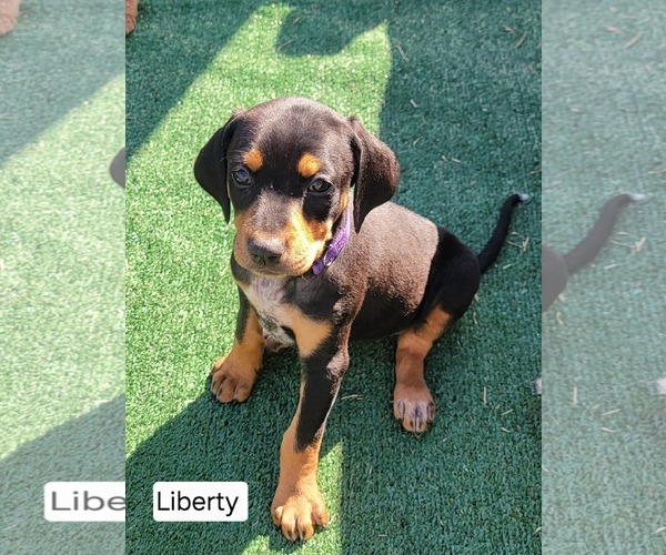 Medium Photo #1 Bluetick Coonhound-Doberman Pinscher Mix Puppy For Sale in Minneaoplis, MN, USA