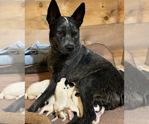 Mother of the Australian Cattle Dog puppies born on 05/12/2022