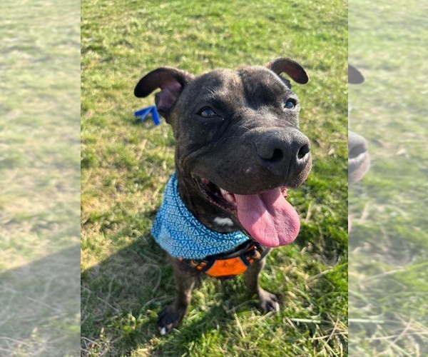 Medium Photo #1 American Pit Bull Terrier-Unknown Mix Puppy For Sale in Germantown, OH, USA