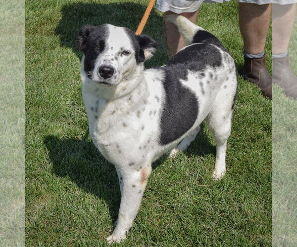 Medium Photo #3 Border Collie-Unknown Mix Puppy For Sale in Huntley, IL, USA