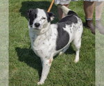 Small #2 Border Collie Mix