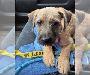 Mutt Dogs for adoption in Gilberts, IL, USA