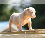Small Photo #3 American Bully Puppy For Sale in MOUNT OLIVE, AL, USA