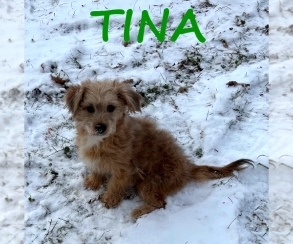 Medium Photo #2 Shorkie Tzu Puppy For Sale in HARTLAND, MN, USA