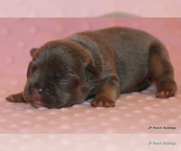 Medium Photo #6 French Bulldog Puppy For Sale in WINNSBORO, TX, USA