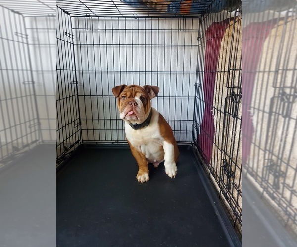 Medium Photo #1 Bulldog Puppy For Sale in ANAHEIM, CA, USA