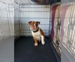 Small Photo #1 Bulldog Puppy For Sale in ANAHEIM, CA, USA