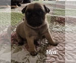 Puppy 3 Pug