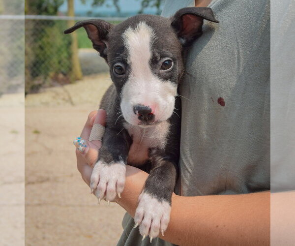 Medium Photo #3 Labsky Puppy For Sale in Huntley, IL, USA